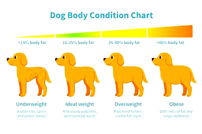 How to tell if a dog is overweight?