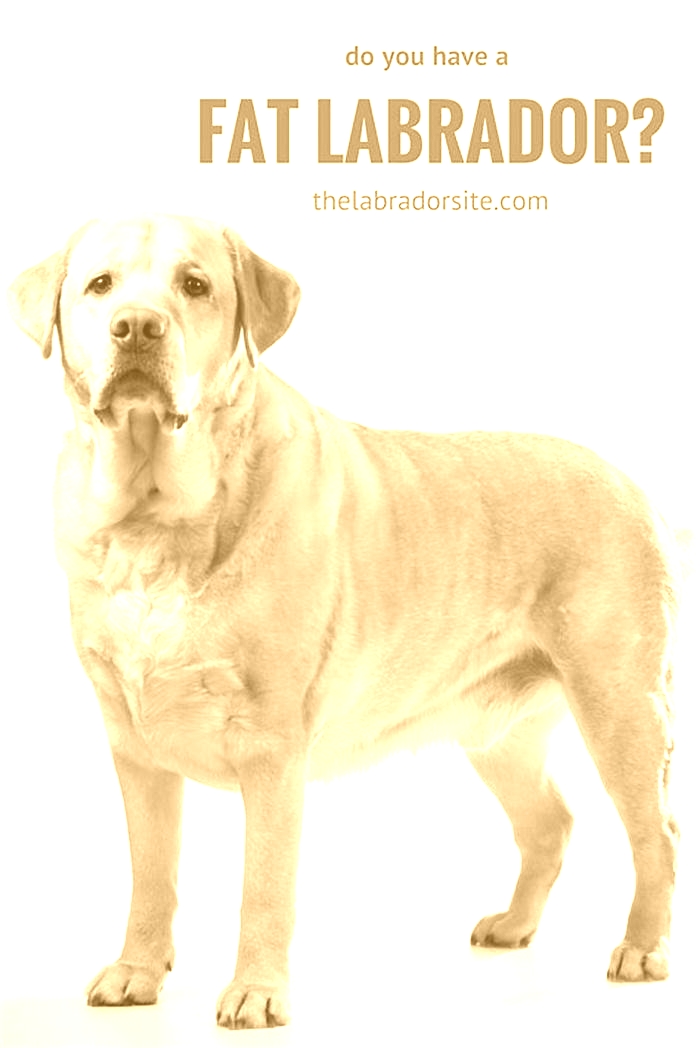 How to tell if a labrador is overweight?