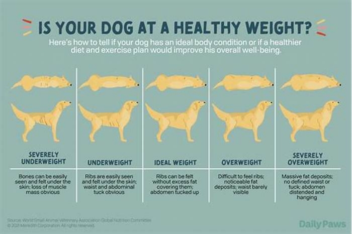 How to tell if your lab is too skinny?