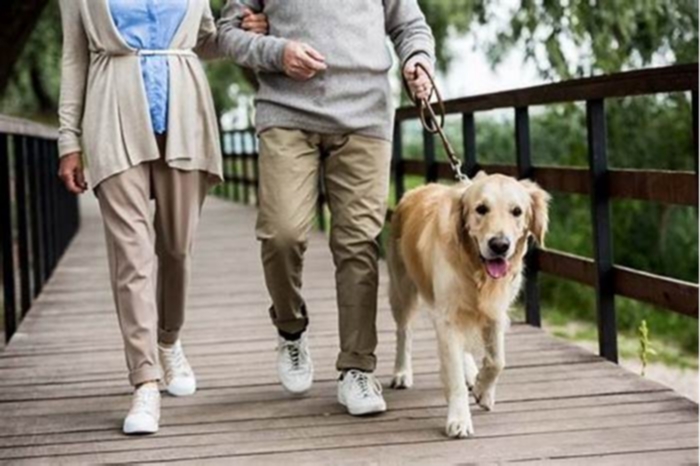 Is 2 walks a day enough for a Golden Retriever