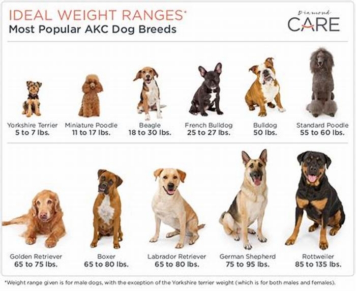 Is 25 kg heavy for a dog