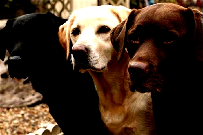 Is 9 old for a Labrador?