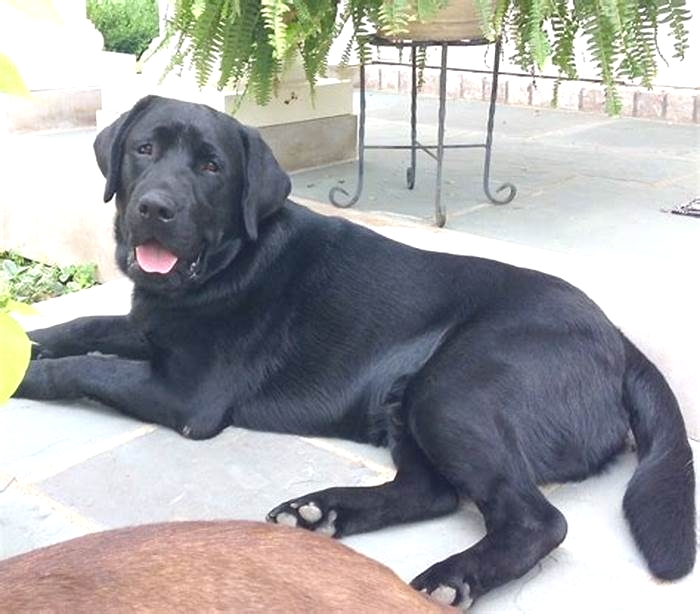 Is Labrador a giant dog?