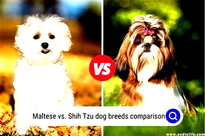 Is Maltese better than Shih Tzu