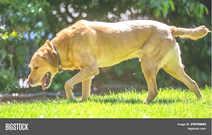 Is a 2 hour walk too long for a Labrador