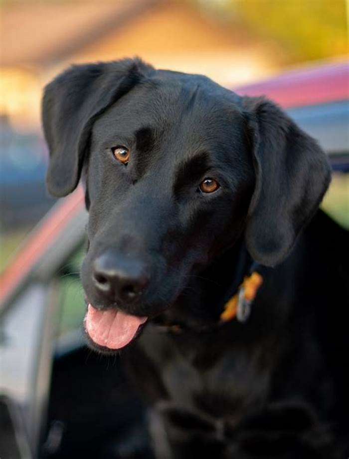 Is a Labrador a big or small dog