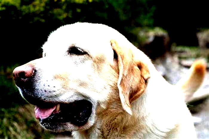 Is a Labrador a smart dog