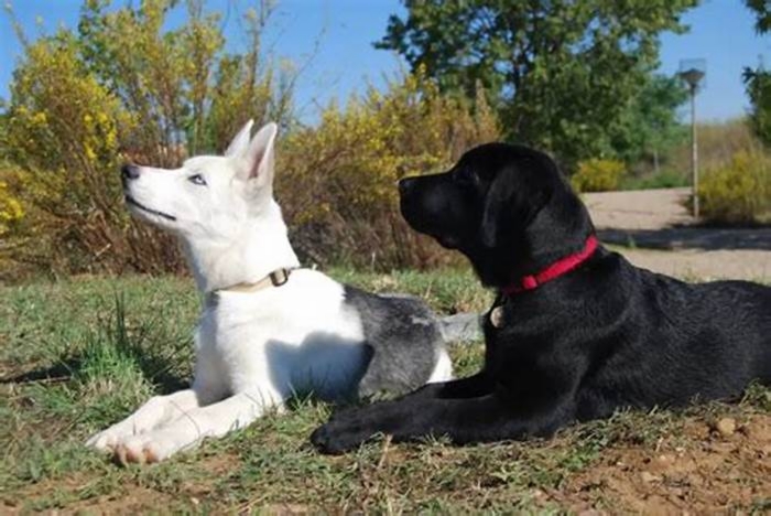 Is a Labrador bigger than a husky?