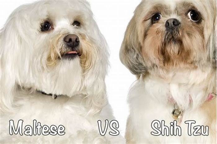 Is a Maltese or Shih Tzu better?