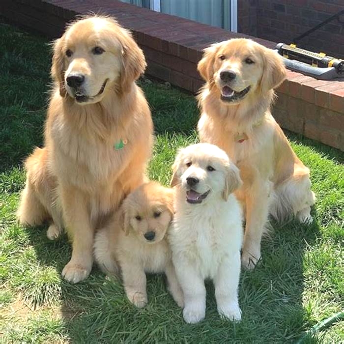 Is a golden retriever a large or XL breed?