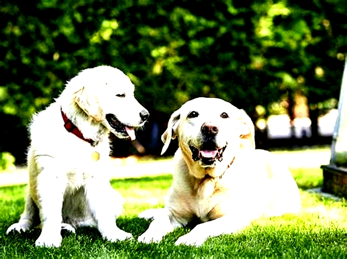 Is a lab smarter than a Golden Retriever?