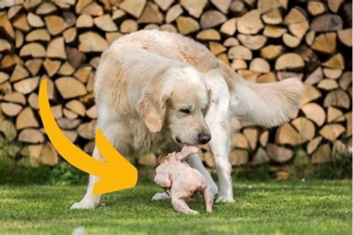 Is beef or chicken better for golden retrievers?