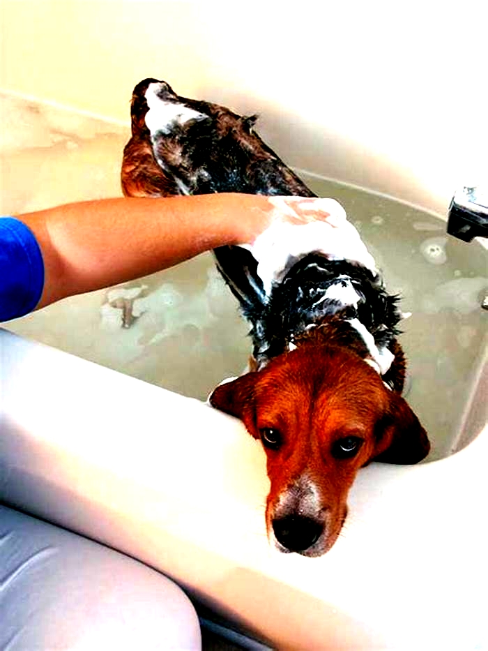 Is it OK to bathe my dog twice a week