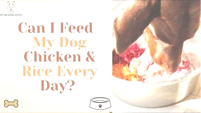 Is it OK to feed my dog cooked chicken everyday