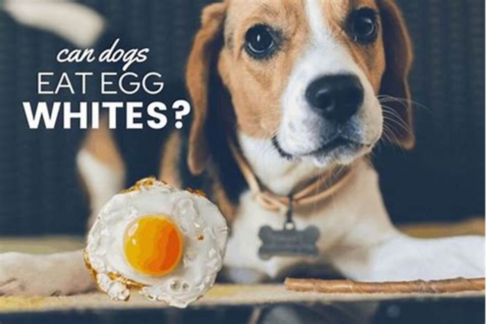 Is it OK to give dogs 2 eggs a day