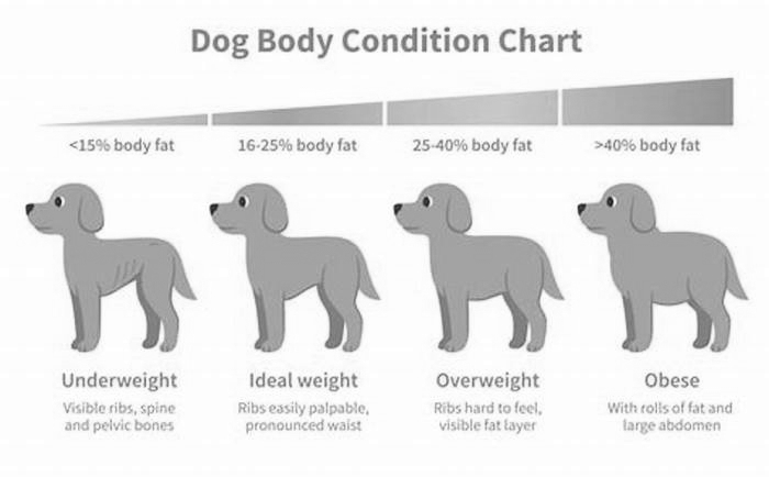Is it bad if my dog is overweight?