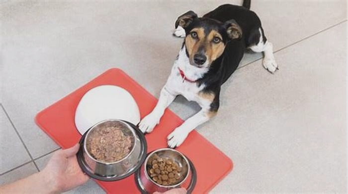 Is it better to feed dogs once a day?