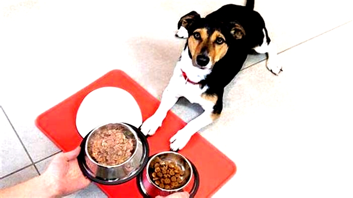 Is it better to feed dogs once or twice a day?