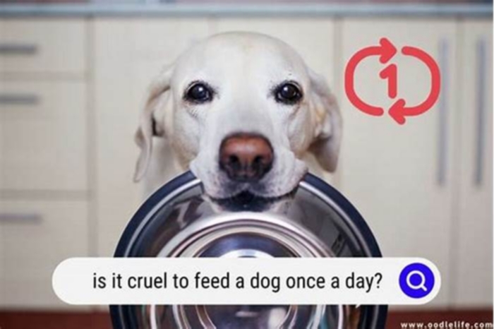 Is it cruel to feed a dog once a day?