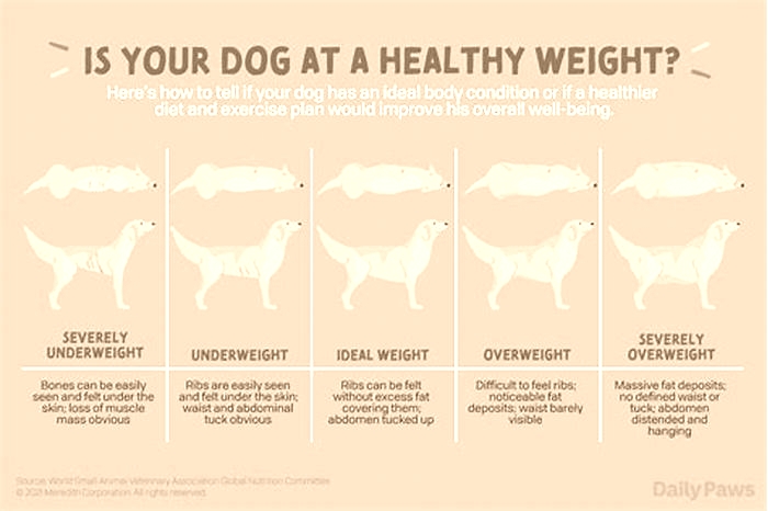 Is it normal for my 14 year old dog to lose weight?