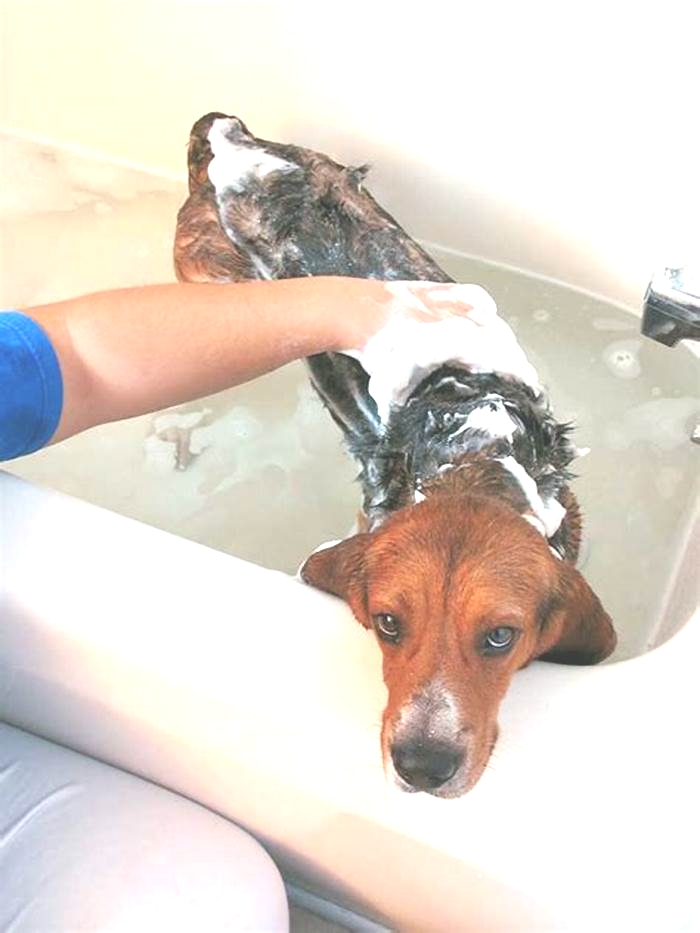 Is it okay to bathe your dog every 2 weeks?