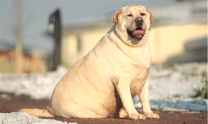 Is my English Labrador overweight?