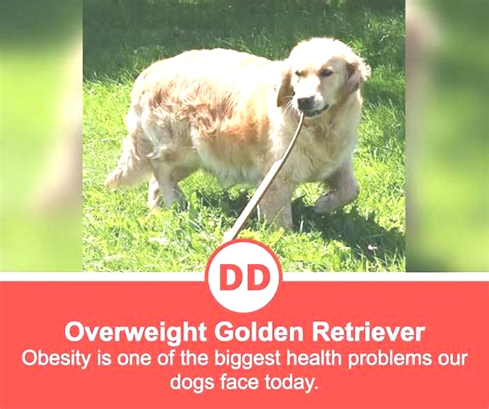 Is my golden puppy overweight?