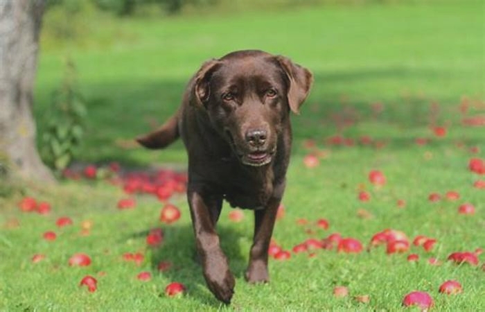 Is one walk a day enough for a Labrador