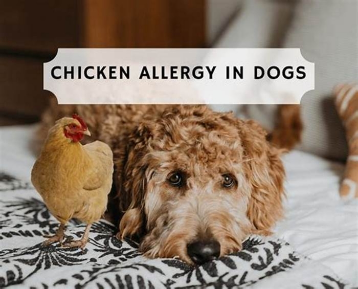 Is too much chicken bad for dogs