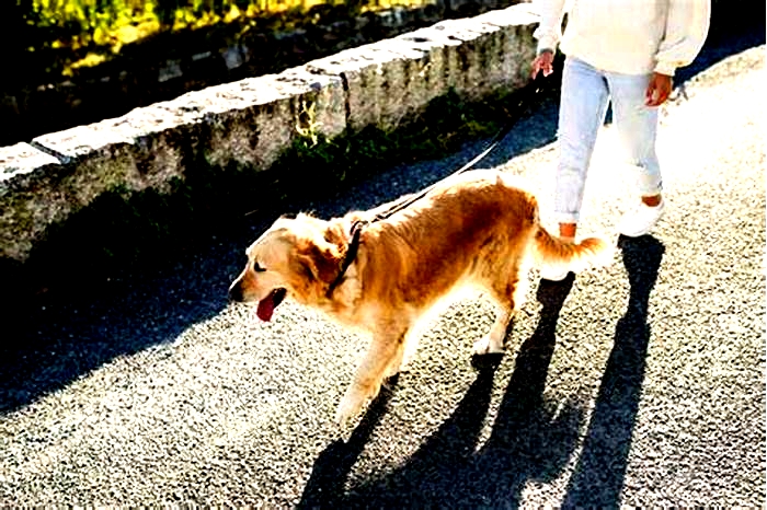 Is walking enough exercise for a Golden Retriever?