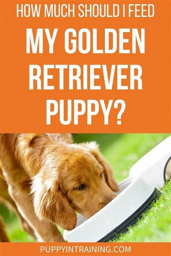 Should I feed my Golden Retriever twice a day