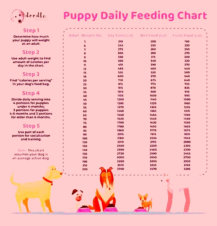 Should I feed my dog less if he is overweight?