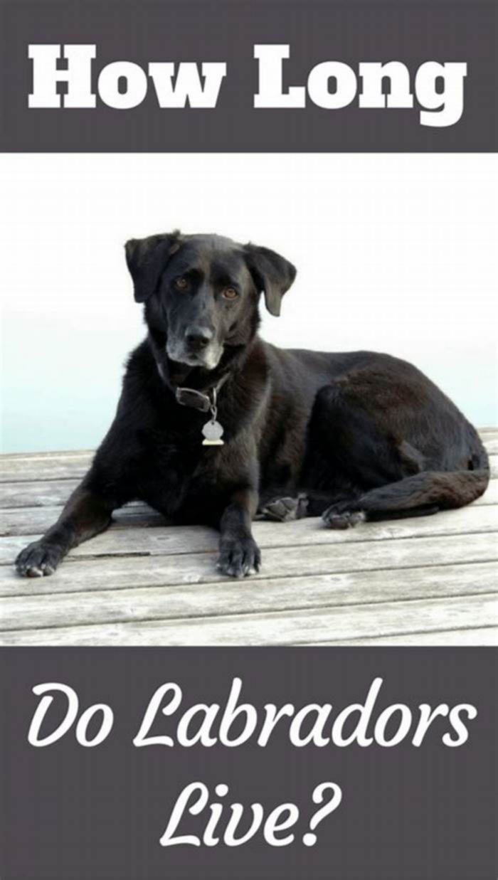 What age are Labradors most difficult?