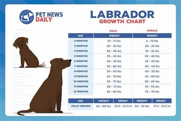 What age do Labradors get big?