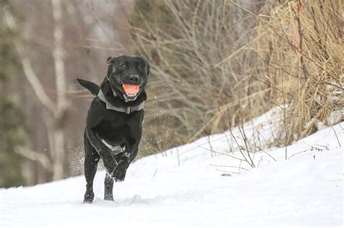 What age do Labradors slow down?