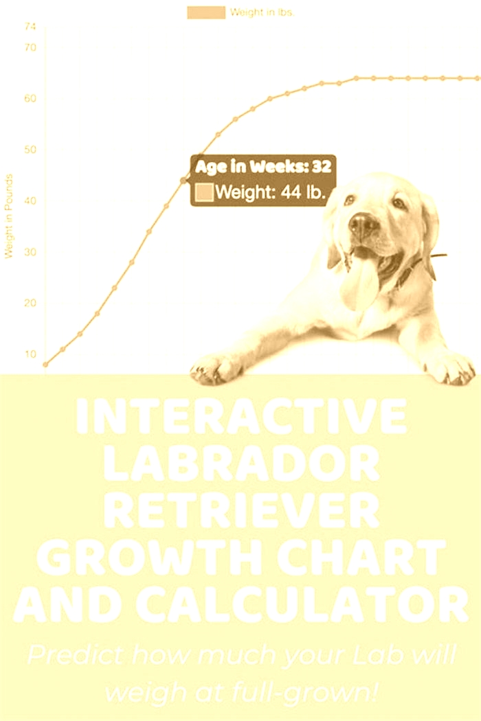 What age do labs get big?