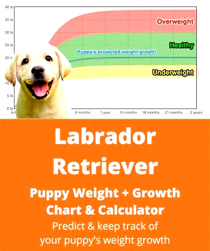 What age do labs stop gaining weight?