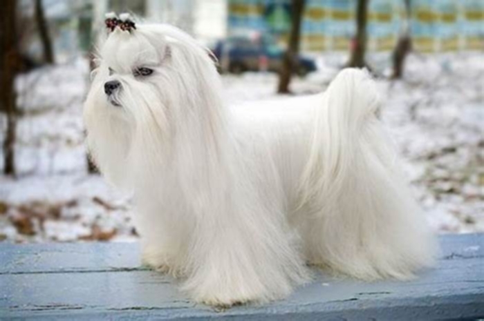 What are the negative traits of a Maltese dog