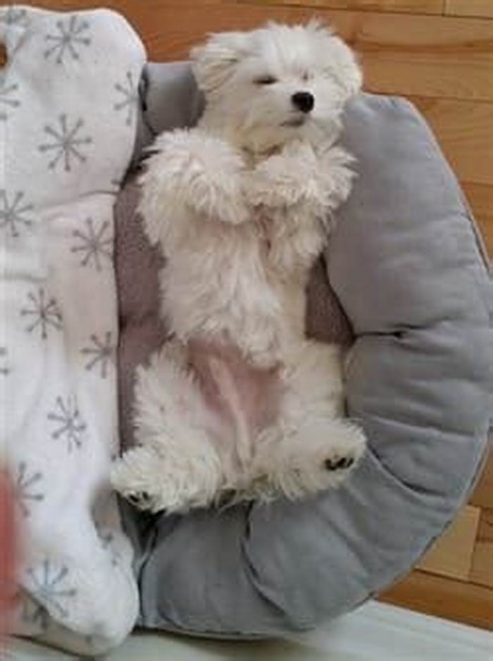 What color is a Maltese belly?