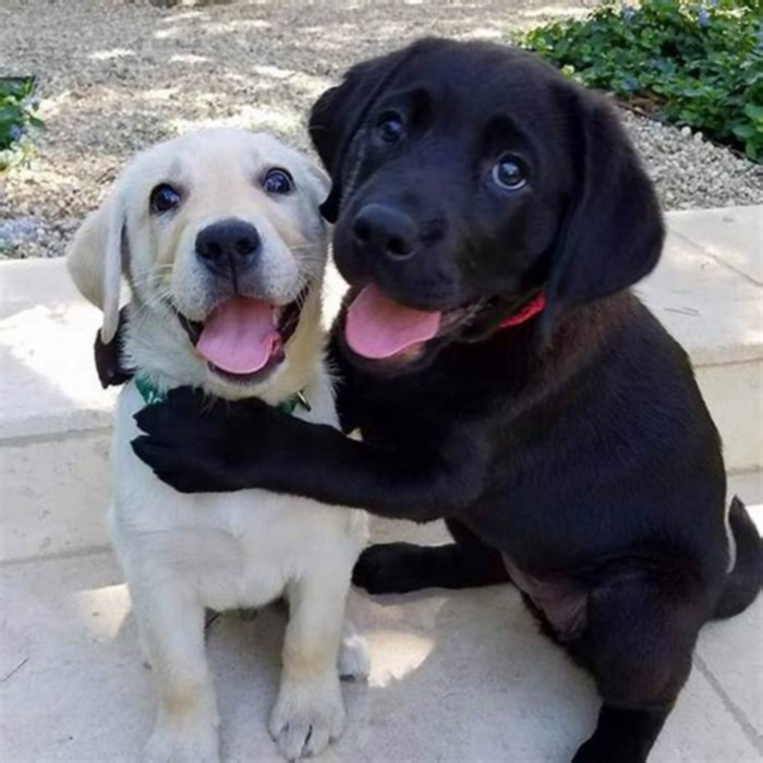 What do Labs love the most?