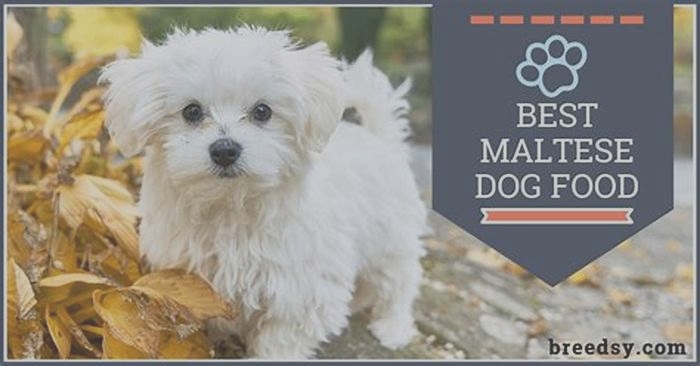 What do Maltese dog eat?