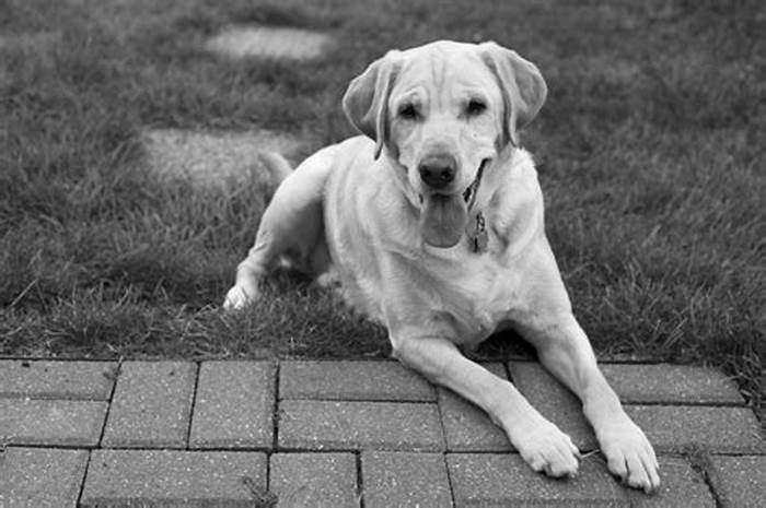 What does a healthy Labrador look like?