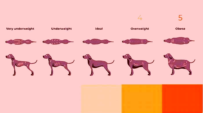 What does a healthy weight Labrador look like