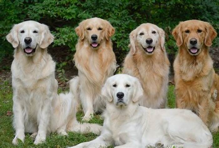 What does a healthy weight golden retriever look like?