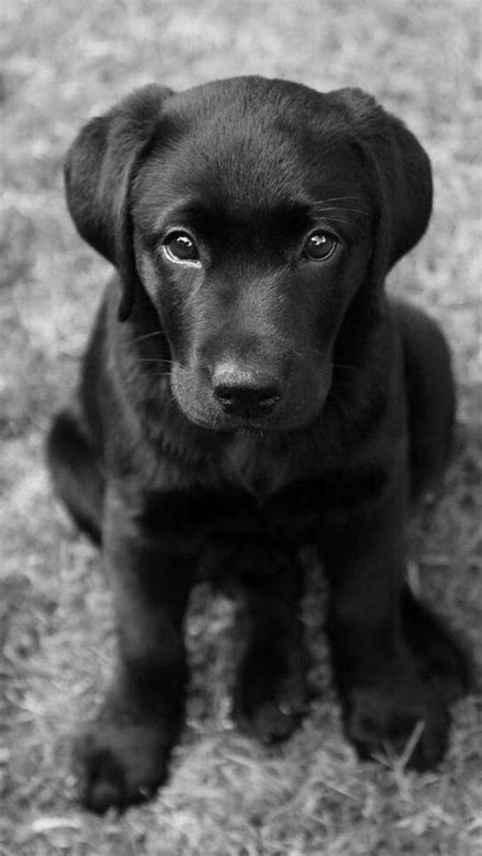 What does a pure Labrador look like?