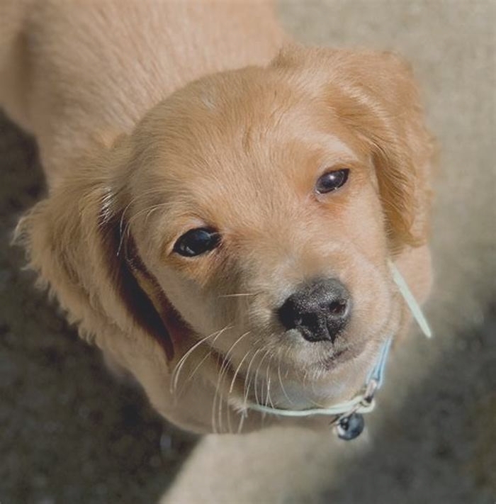 What dog is mistaken for a golden retriever