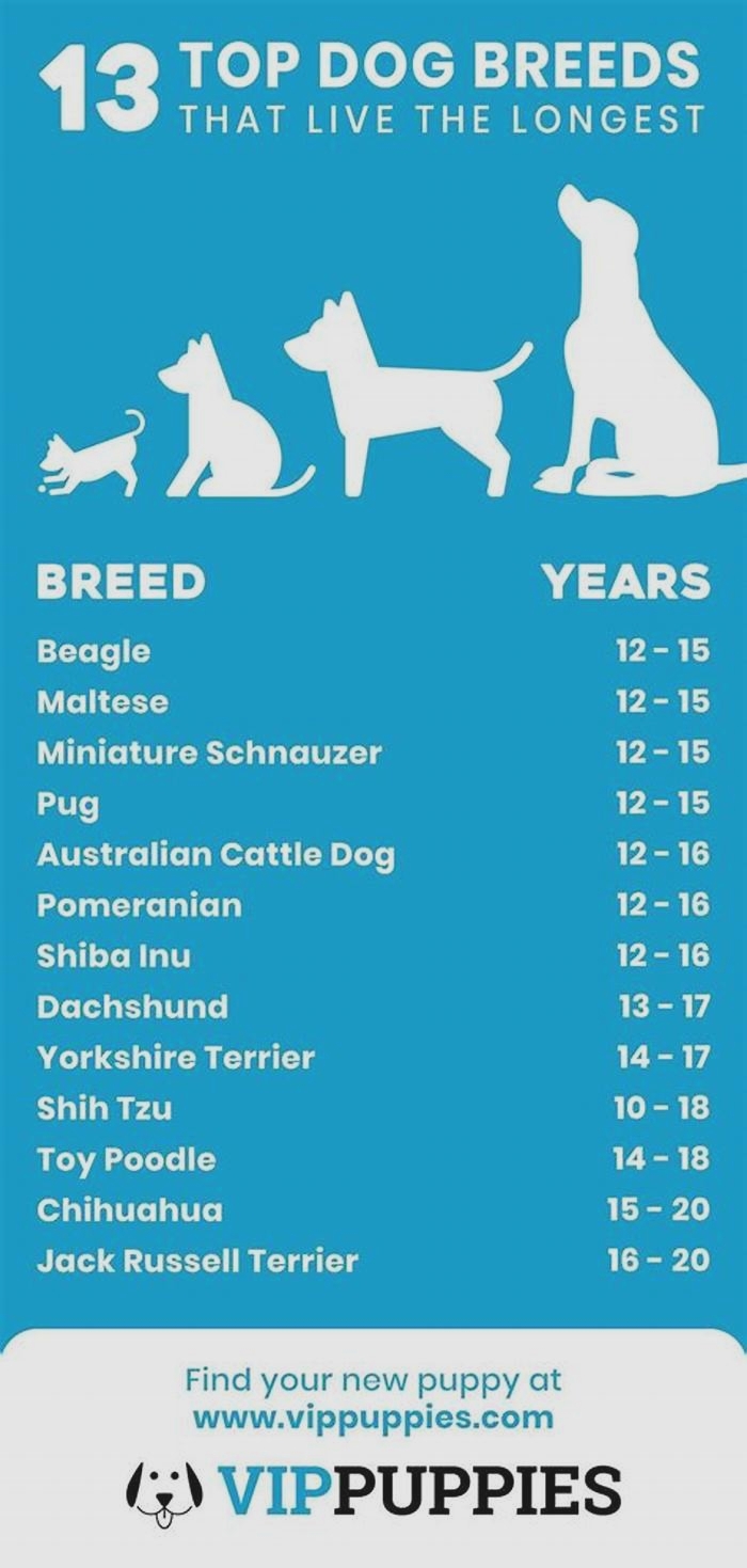 What dog lives the longest