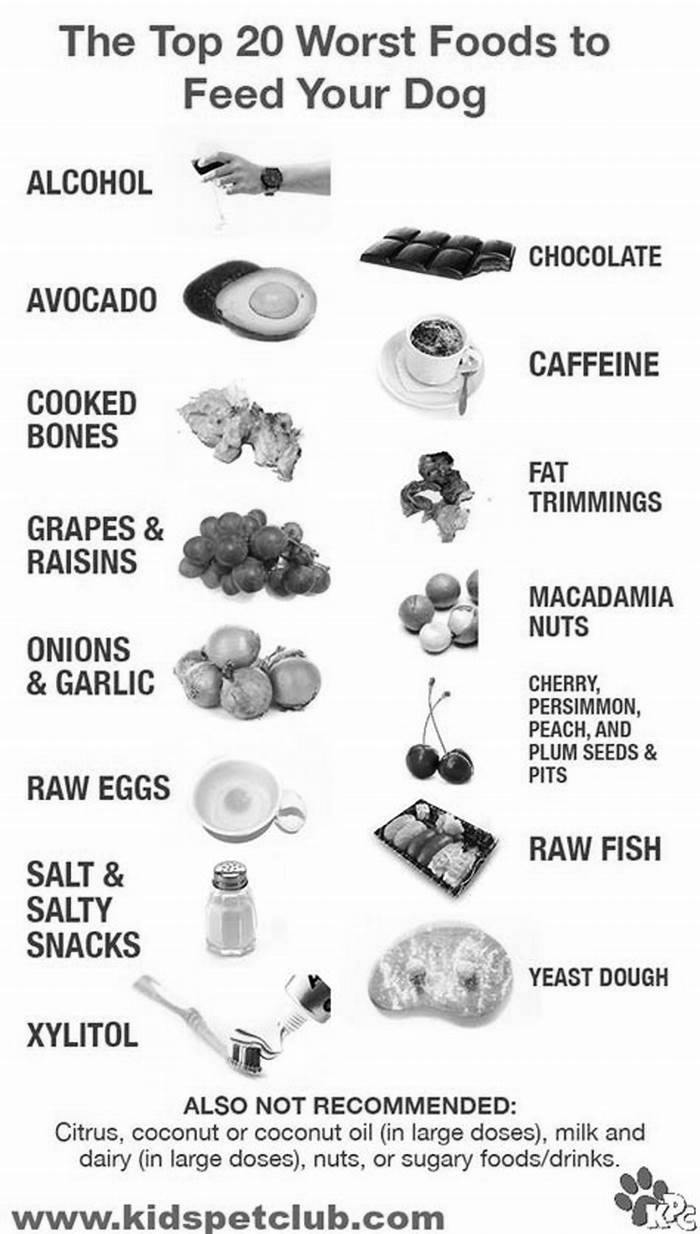 What food is not good for Labrador dog