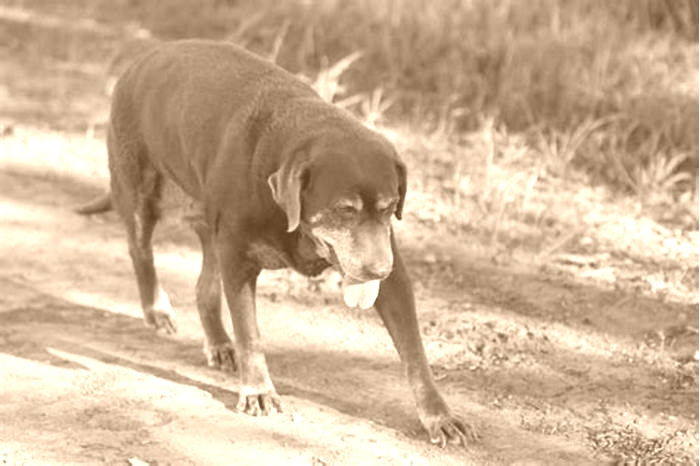 What happens if I don't walk my Labrador?