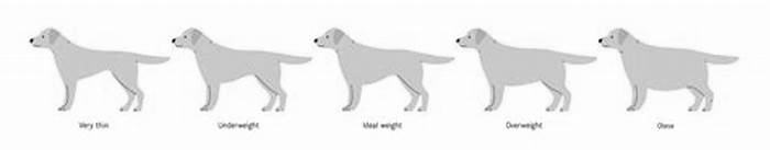 What happens if my dog is overweight?
